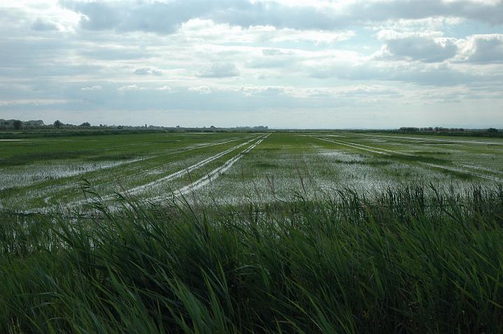 camargue (8)